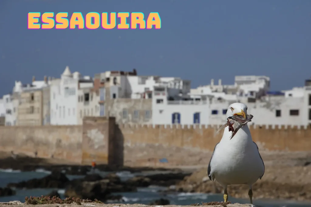 Séjour de 20 jours au Maroc 2 Essaouira